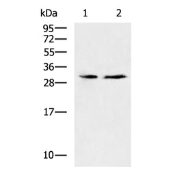 ADO rabbit polyclonal antibody
