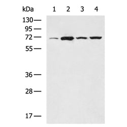 TF rabbit polyclonal antibody