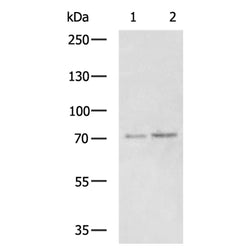 ADAMTS5 rabbit polyclonal antibody