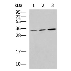 FGF2 rabbit polyclonal antibody