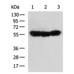 DPYSL3 rabbit polyclonal antibody