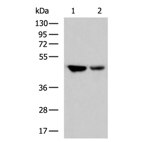 DRD1 rabbit polyclonal antibody