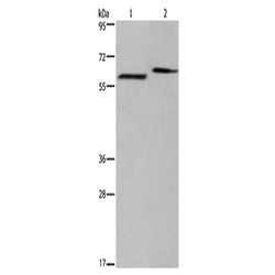 EGR4 rabbit polyclonal antibody