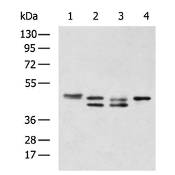 MAPK1/MAPK3 rabbit polyclonal antibody