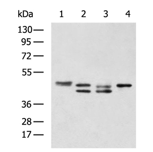 MAPK1/MAPK3 rabbit polyclonal antibody