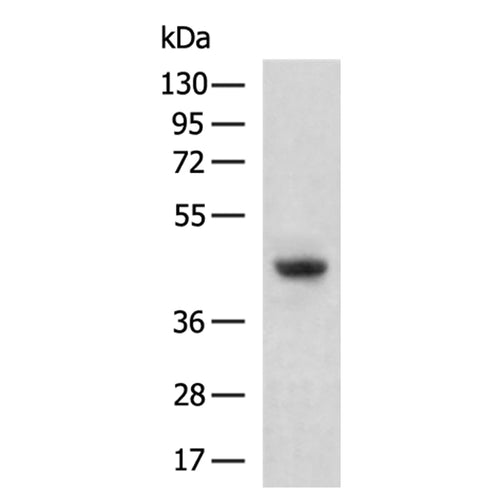 FOXD1 rabbit polyclonal antibody
