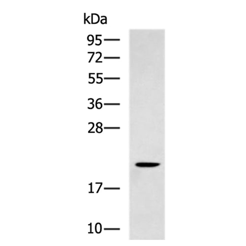 SUMO2/SUMO3/SUMO4 rabbit polyclonal antibody