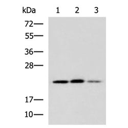 CMTM6 rabbit polyclonal antibody