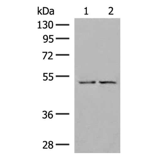 SLC2A3 rabbit polyclonal antibody