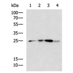 HMGB1 rabbit polyclonal antibody