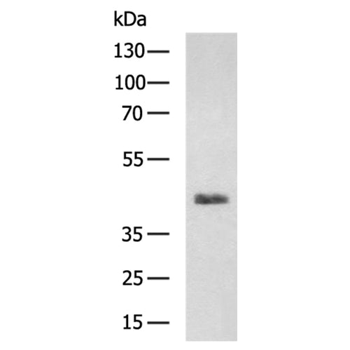 IL3RA rabbit polyclonal antibody