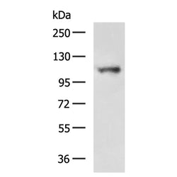 LRIG1 rabbit polyclonal antibody