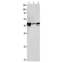MAP2K2 rabbit polyclonal antibody