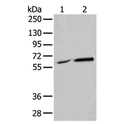 PIF1 rabbit polyclonal antibody