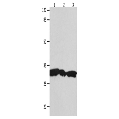 YWHAG rabbit polyclonal antibody