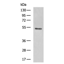 HCRTR2 rabbit polyclonal antibody