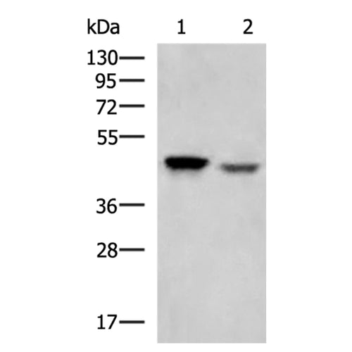 LPAR4 rabbit polyclonal antibody