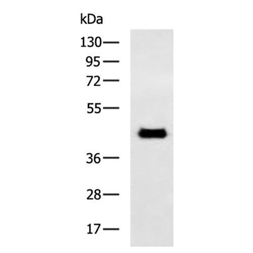 F2R rabbit polyclonal antibody