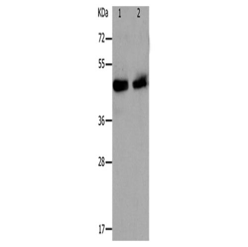 PAWR rabbit polyclonal antibody