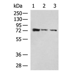 PECAM1 rabbit polyclonal antibody