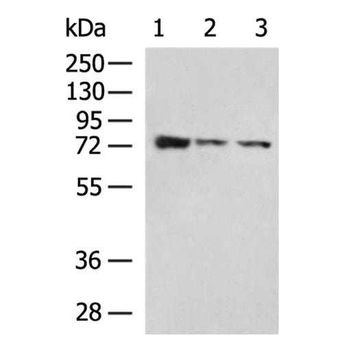 PECAM1 rabbit polyclonal antibody