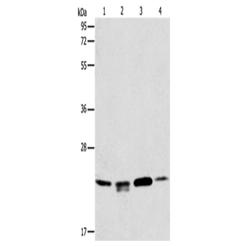 PRDX2 rabbit polyclonal antibody