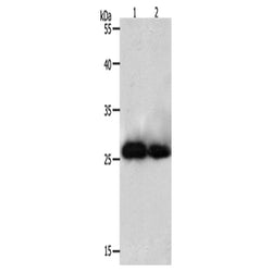 PRDX3 rabbit polyclonal antibody