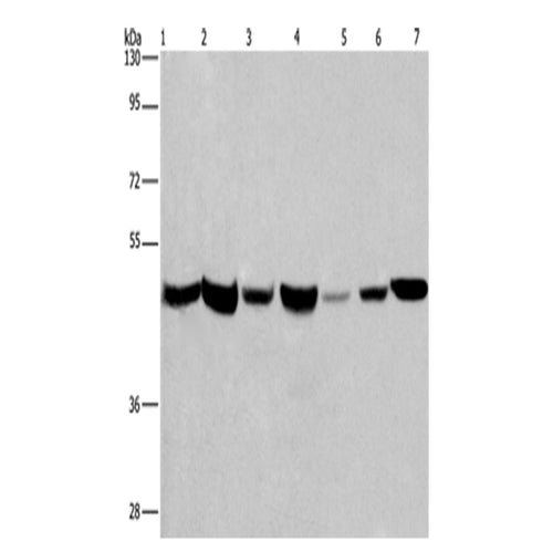 APMAP rabbit polyclonal antibody
