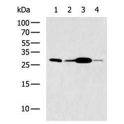 GJB4 rabbit polyclonal antibody