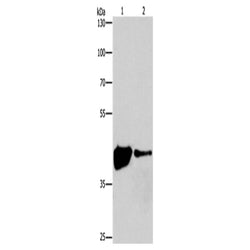 MAPK11 rabbit polyclonal antibody