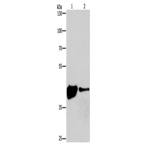 MAPK11 rabbit polyclonal antibody