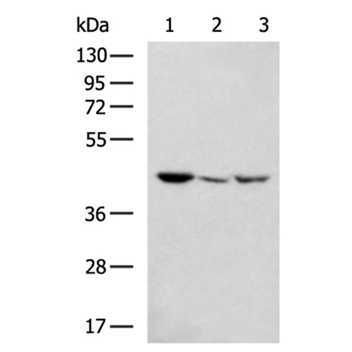MAPK13 rabbit polyclonal antibody
