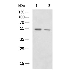 PINK1 rabbit polyclonal antibody