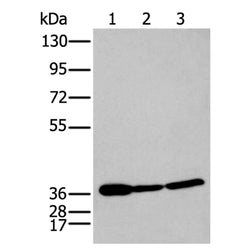 P2RY11 rabbit polyclonal antibody