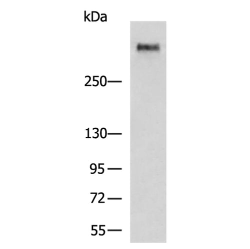 MUC5B rabbit polyclonal antibody