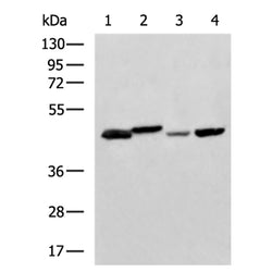 NDRG2 rabbit polyclonal antibody