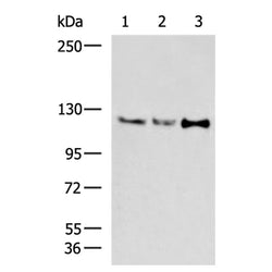 NFKB2 rabbit polyclonal antibody