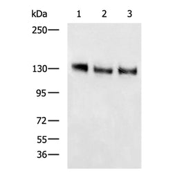 NOTCH1 rabbit polyclonal antibody