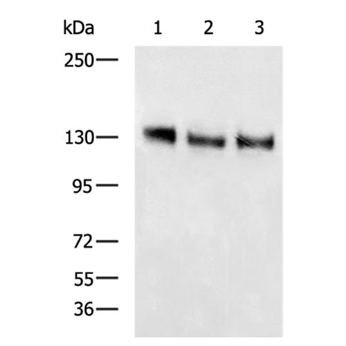 NOTCH1 rabbit polyclonal antibody