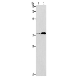 PAFAH2 rabbit polyclonal antibody