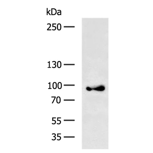 PARP1 (cleaved) rabbit polyclonal antibody