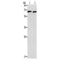 ADRA1A rabbit polyclonal antibody