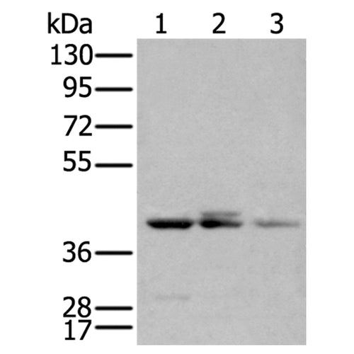 APOBEC3D rabbit polyclonal antibody
