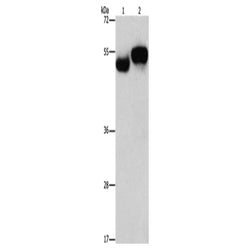 AMZ1 rabbit polyclonal antibody