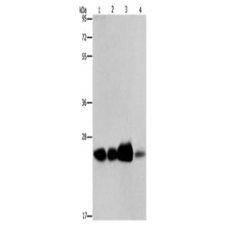 ARFRP1 rabbit polyclonal antibody