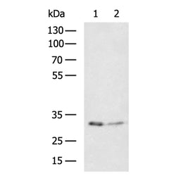 DDAH1 rabbit polyclonal antibody