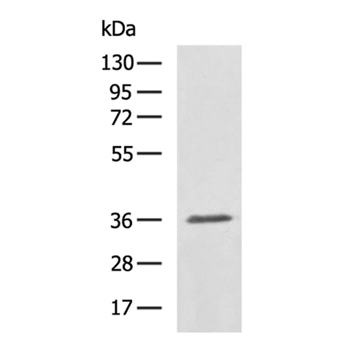 MTARC1 rabbit polyclonal antibody