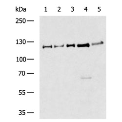 STAT2 rabbit polyclonal antibody