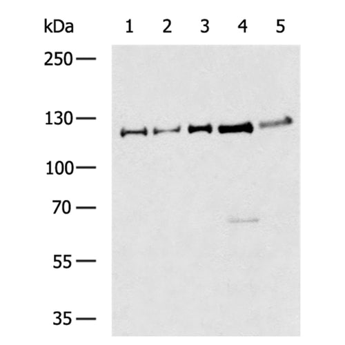 STAT2 rabbit polyclonal antibody