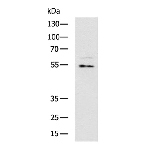 SMAD3 rabbit polyclonal antibody